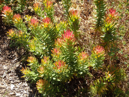 Kirstenbosch National Botanical Garden.